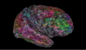 Ученые составили подробную карту словаря значений мозга