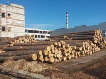 СБУ заблокировала партию древесины стоимостью 3 млн грн, которую готовили на незаконный экспорт