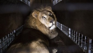 33 льва вырвались из цирка, а защитники животных только рады