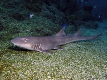 Ученые "посмотрели" на мир глазами акулы
