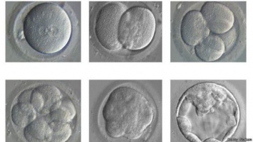 Ученые вырастили двухнедельный эмбрион человека