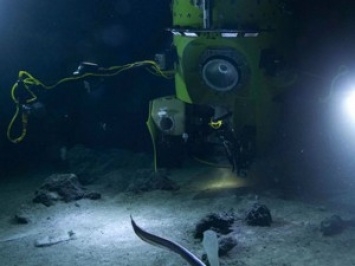 Океанологи показывают происходящее в самом глубоком месте Земли в режиме онлайн