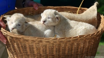 В зоопарке немецкого Магдебурга родились редкие белые львята
