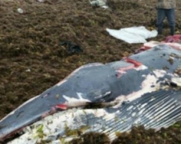 В России зверски съели выбросившегося на берег кита (ФОТО 18+)