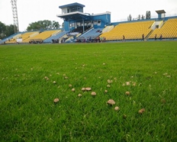 Поле стадиона Говерлы заросло грибами (ФОТО)