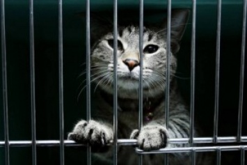 Арест и свобода кота Арчибальда: в России судебный пристав арестовал кота за долги хозяина