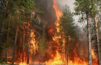 Лесные пожары бушуют на Дальнем Востоке