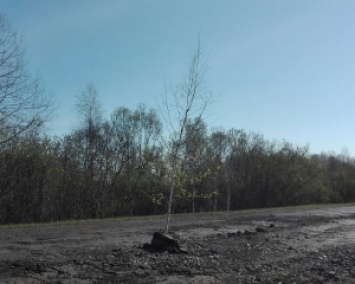 В России в ямы на дорогах высадили деревья (ФОТО)