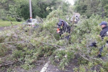 В Кировограде дерево упало на проезжую часть