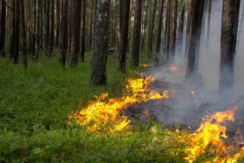 Сумчан просят не провоцировать пожары в лесах