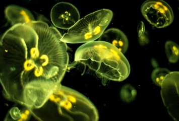 Ученые: Мутирующие белки светящихся медуз помогут вылечить наследственные болезни