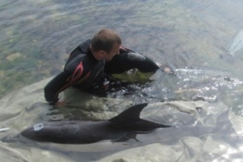 В Крыму спасли оказавшегося на берегу дельфина