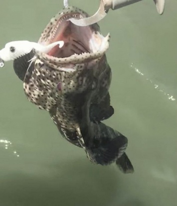 Рыбак обнаружил смертоносный сюрприз в пасти пойманной им рыбы (Видео)