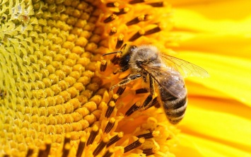 Ученые сообщили о гибели около половины всех пчел в США