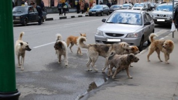 Волонтеры хотят подсчитать число бездомных животных в Николаеве