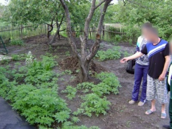 Более 300 кустов конопли обнаружили во дворе жителя Авдеевки