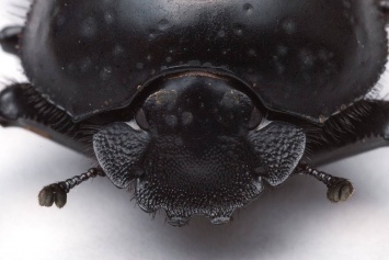 Ученые выяснили, как жуки-навозники ориентируются по звездам