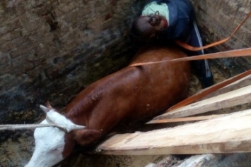 На Кировоградщине спасатели доставали корову из ямы (ФОТО)