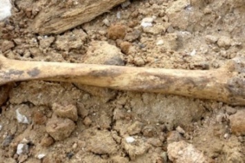 В Александрии в канаве нашли человеческие кости