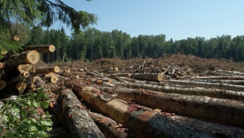 Шокирующая вырубка Карпатских лесов стала причиной громкого увольнения
