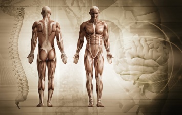 Ученые определили 6 самых бесполезных частей человеческого тела