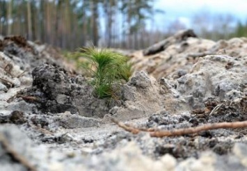 На Днепропетровщине в этом году высадили 117 га новых лесов