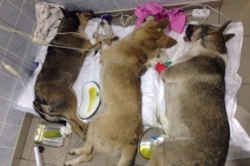На одесских Черемушках массово отравили собак (ФОТО)