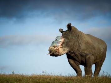 Носорогу-жертве браконьеров реконструировали морду (фото, видео)