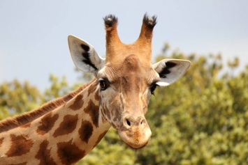 Ученые: Развитие длинной шеи жирафа связано с мощным сердцем