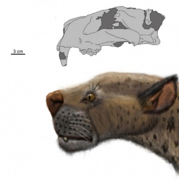 Группа исследователей из КНР и России обнаружила череп саблезубой кошки