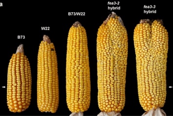 Ученые планируют решить проблему голода с помощью "двухголовой" кукурузы