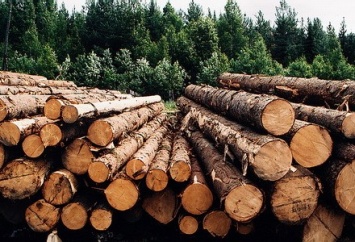 СБУ разоблачила нелегальный "бизнес" по вывозу леса на временно оккупированные территории