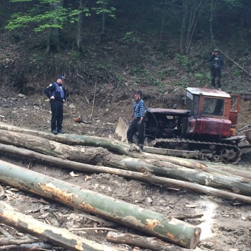 Полиция Закарпатья задержала "на горячем" уничтожителей леса: опубликовано ФОТО