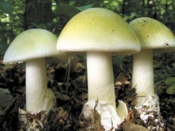 Два человека отравились грибами в Запорожской области