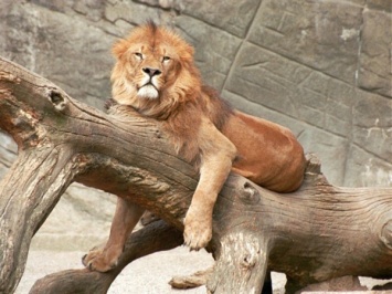 В зоопарке Сантьяго двух львов застрелили ради спасения голого самоубийцы