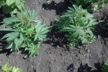 В Бахмутском районе ликвидировали «ферму» по изготовлению марихуаны