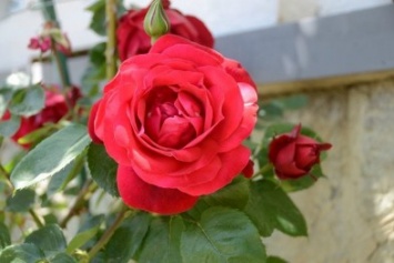 Никитский ботанический сад впервые откроет для посетителей отдельную выставку собственных сортов роз (ФОТО)