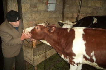 Украденных на Полтавщине коров нашли в Черниговской области