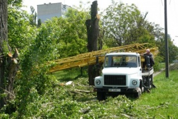 Как «Запорожоблэнерго» в Бердянске по-варварски деревья вырубало (фотофакт)