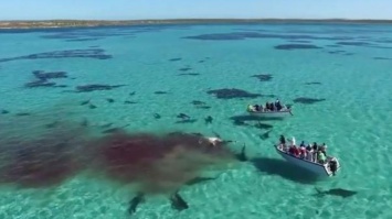 Семьдесят акул растерзали кита на глазах у туристов. Видео