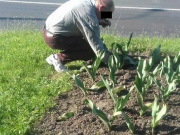 Патрульные в Ровно заставили нетрезвого мужчину посадить назад вырванные им тюльпаны