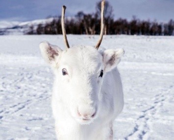 В Норвегии удачливый фотограф заснял редкое животное, "приносящее успех"