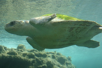 Ученые нашли микропластик в кишечнике всех видов морских черепах