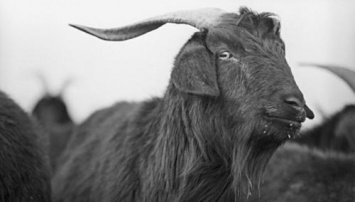 Сожравшая в Сербии 20 тысяч евро коза пошла прямиком на шашлык