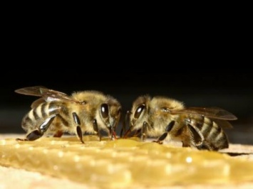 Ученые: Пчелы - бунтари являются внутривидовыми паразитами