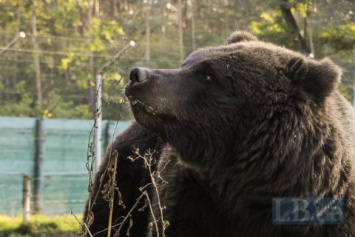 В Нью-Джерси рабочие склада Amazon пострадали от спрея для отпугивания медведей