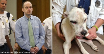История мужика, который получил 10 лет тюрьмы за издевательства над собакой
