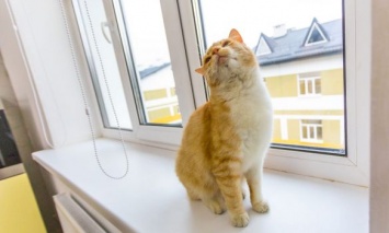 "Первый в моей ленте": Порошенко запостил в Facebook фото кота