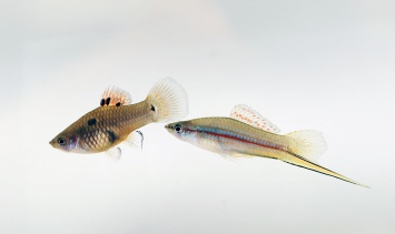 Тридцать лет искусственной эволюции привели к появлению новой половой хромосомы у рыб