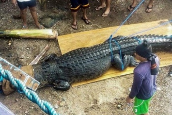 На Филиппинах поймали гигантского крокодила